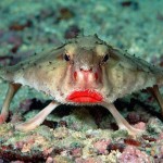 Red-lipped-Batfish.jpg