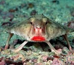Red-lipped-Batfish_thumb.jpg
