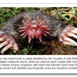 Star-Nosed-Mole.png