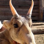 The-Saiga-Antelope2-8×6.jpg