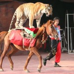 Tiger_riding_a_horse.jpg