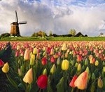 tulipss_thumb.jpg