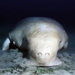 Dugong-8×6.jpg