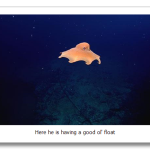 Dumbo-Octopus.png