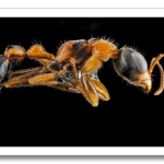 USGSMacroBees15.png