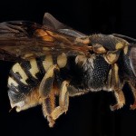 USGSMacroBees5-8×6.jpg