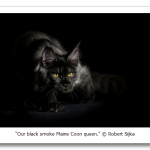 s_n32_12229583.png